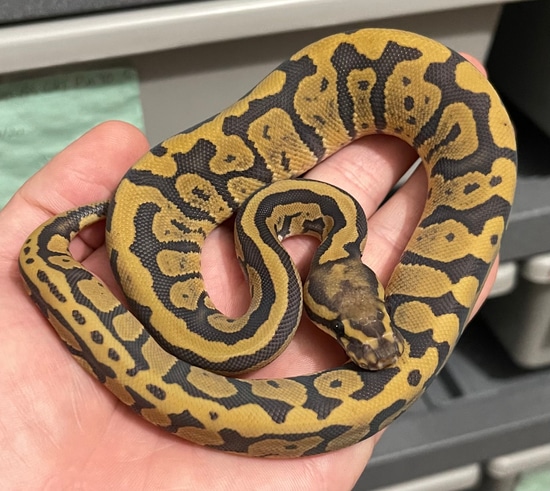 Acid Ball Python Complex Acid Hypo Ball Python by Constricted Reptiles
