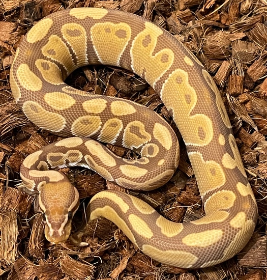Ultramel Ball Python by Constricted Reptiles