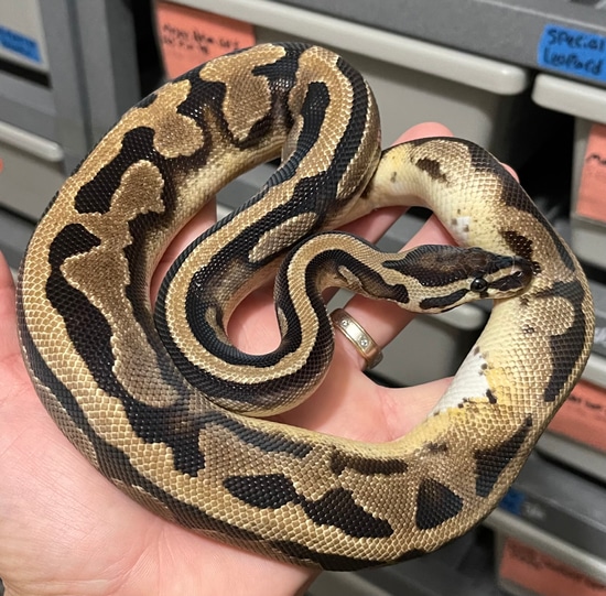 Pied Het Vpi Axanthic Ball Python by Constricted Reptiles