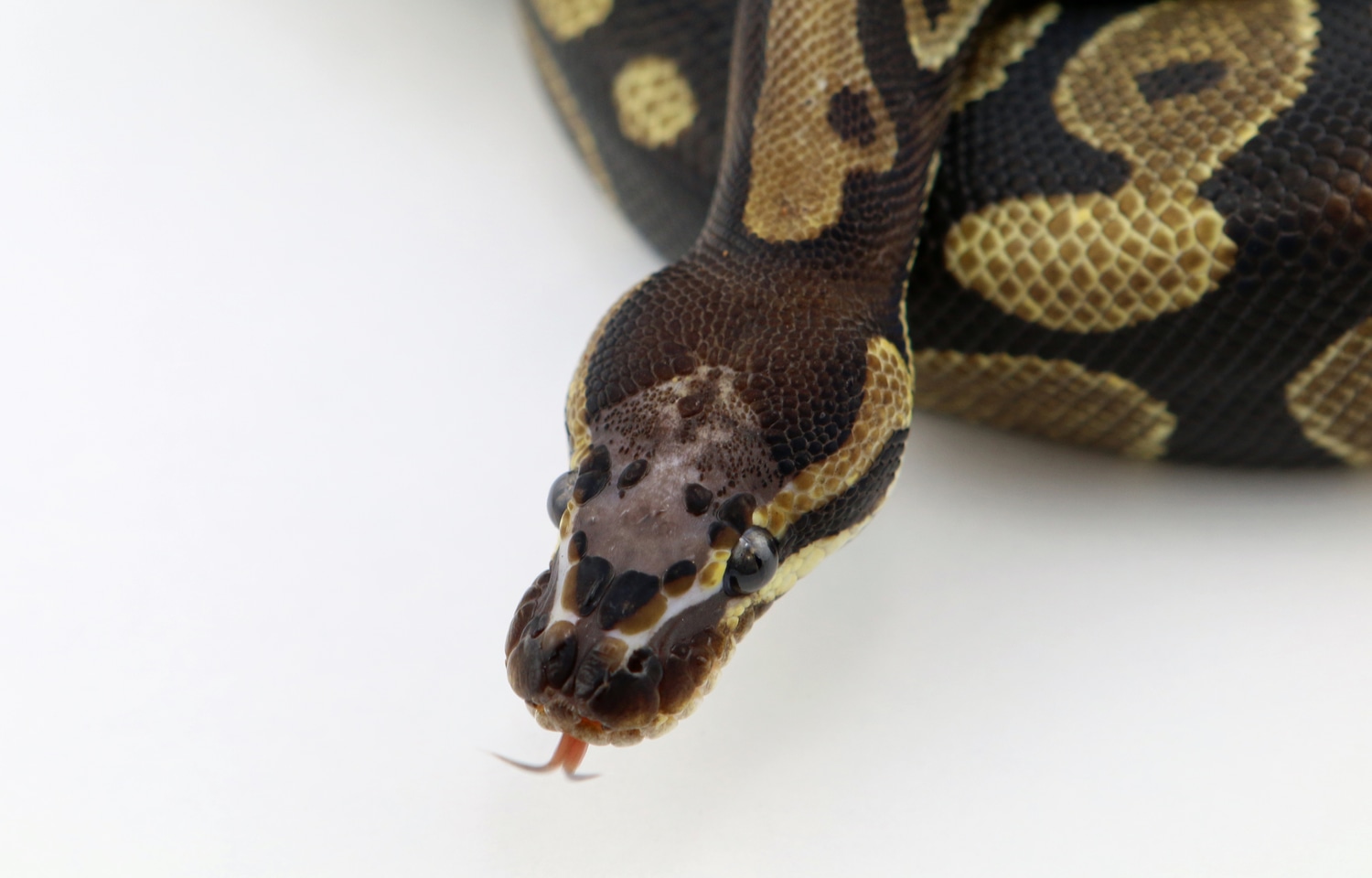Scaleless Head Ball Python by Constriction Addiction - MorphMarket
