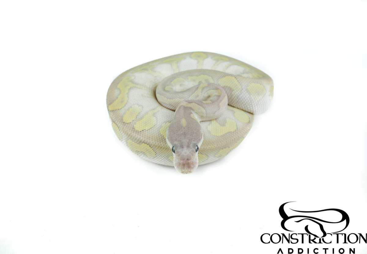 Super Mystic Clown Ball Python by Constriction Addiction - MorphMarket