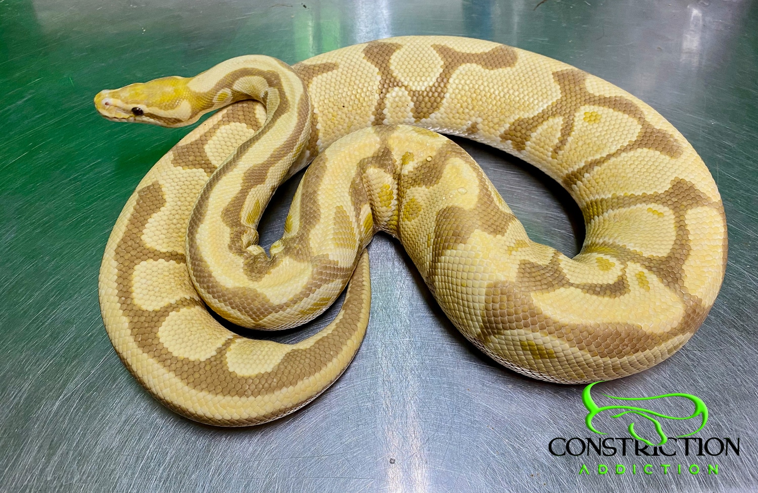 Candy Ball Python by Constriction Addiction - MorphMarket