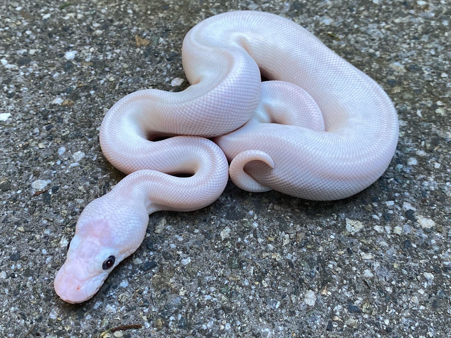Scaleless Head BEL Pos Pastel Ball Python by Constrictors Canada ...