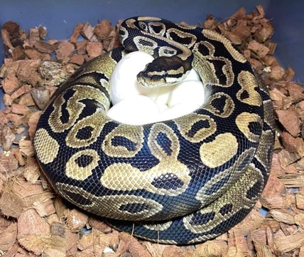 Scaleless BEL Ball Python by Constrictors Canada - MorphMarket
