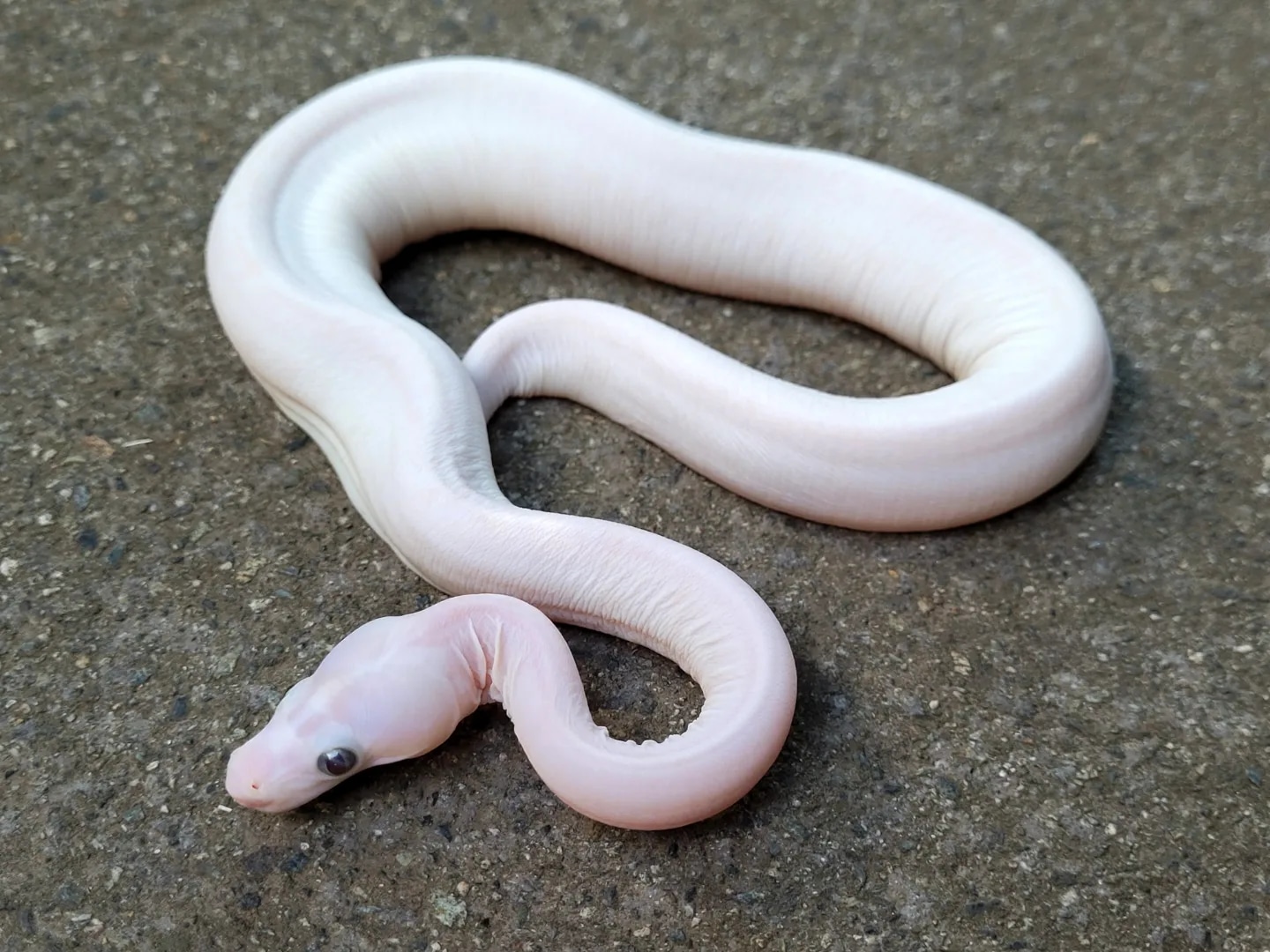 Scaleless BEL Ball Python by Constrictors Canada - MorphMarket