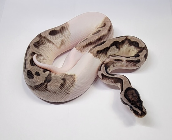 Vpi Axanthic Pastel Enchi Pied Ball Python by Constrictor Vision