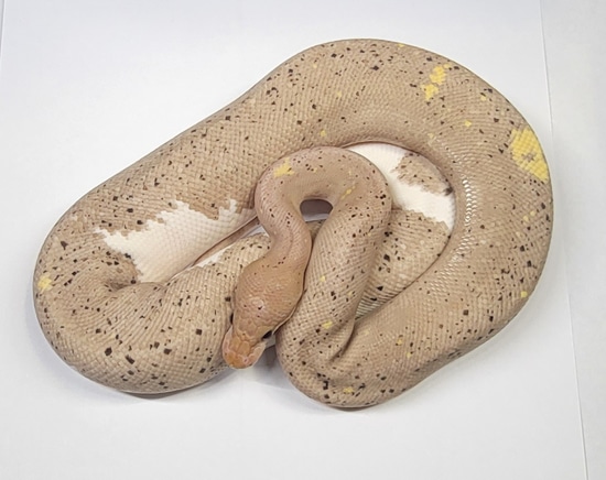 Banana Super Cinnamon Het Pied Ball Python by Constrictor Vision