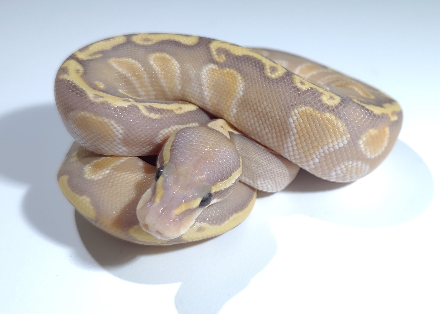 $ Banana GHI Ball Python by Day 55 - MorphMarket