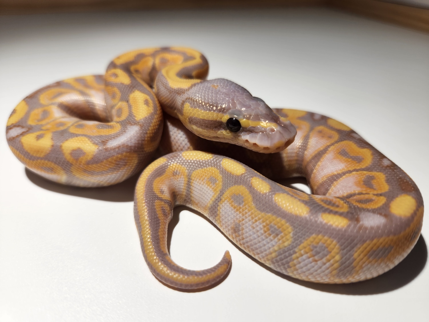 Banana Female Free Shipping Ball Python by Day 55 Pythons MorphMarket