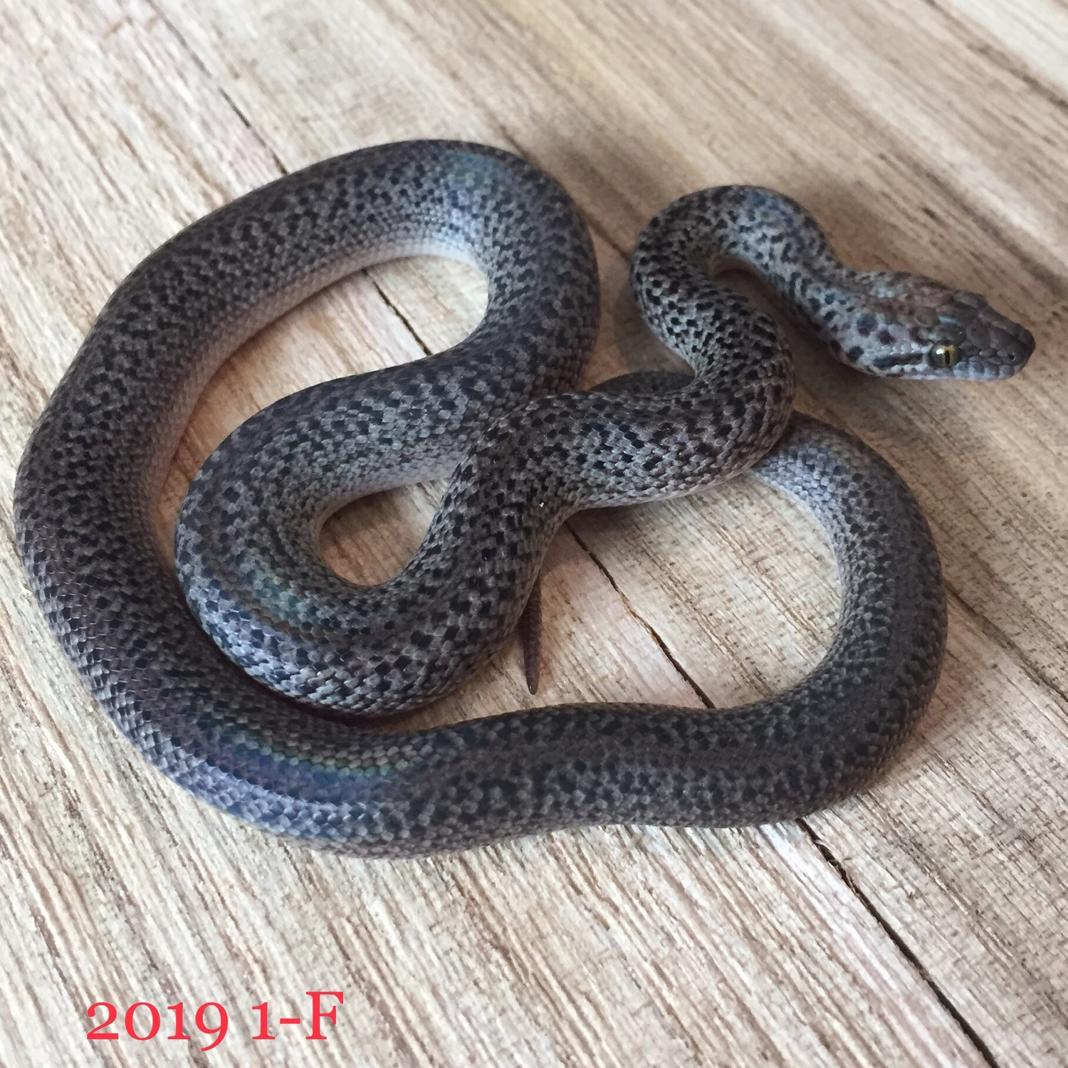 Granite Spotted Python by Conviction Reptiles - MorphMarket