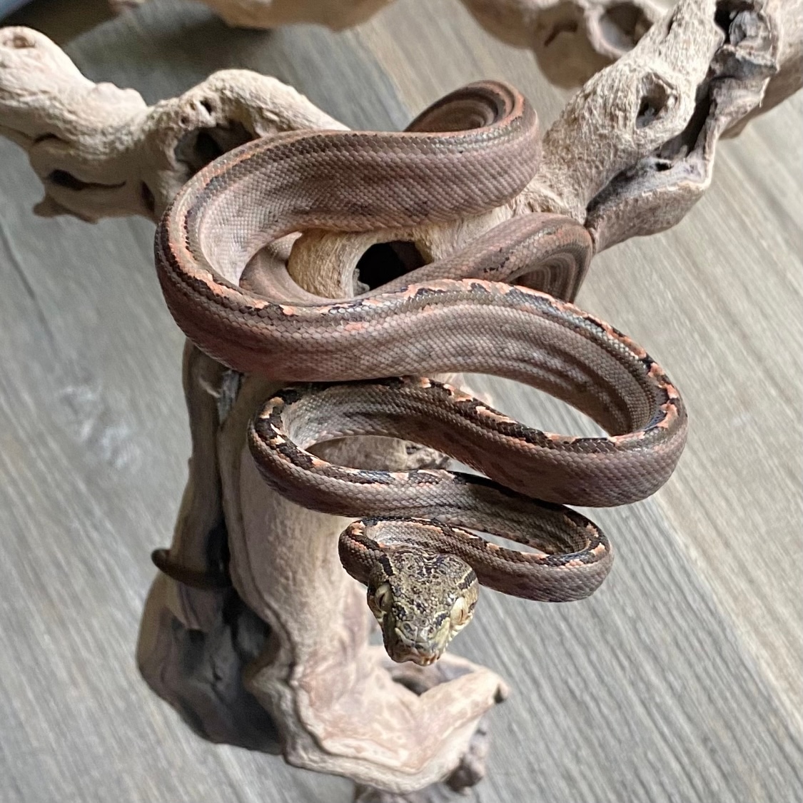 Tiger Amazon Tree Boa by Conviction Reptiles MorphMarket