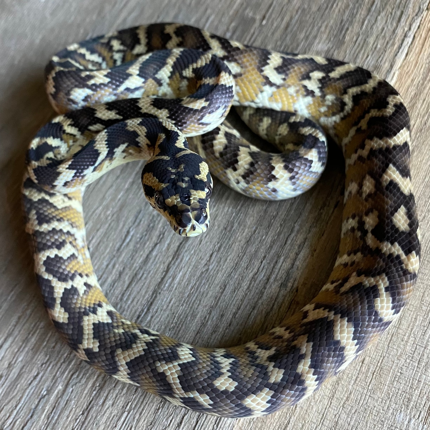 Het Granite Papuan Carpet Irian Jaya Carpet Python by Conviction ...