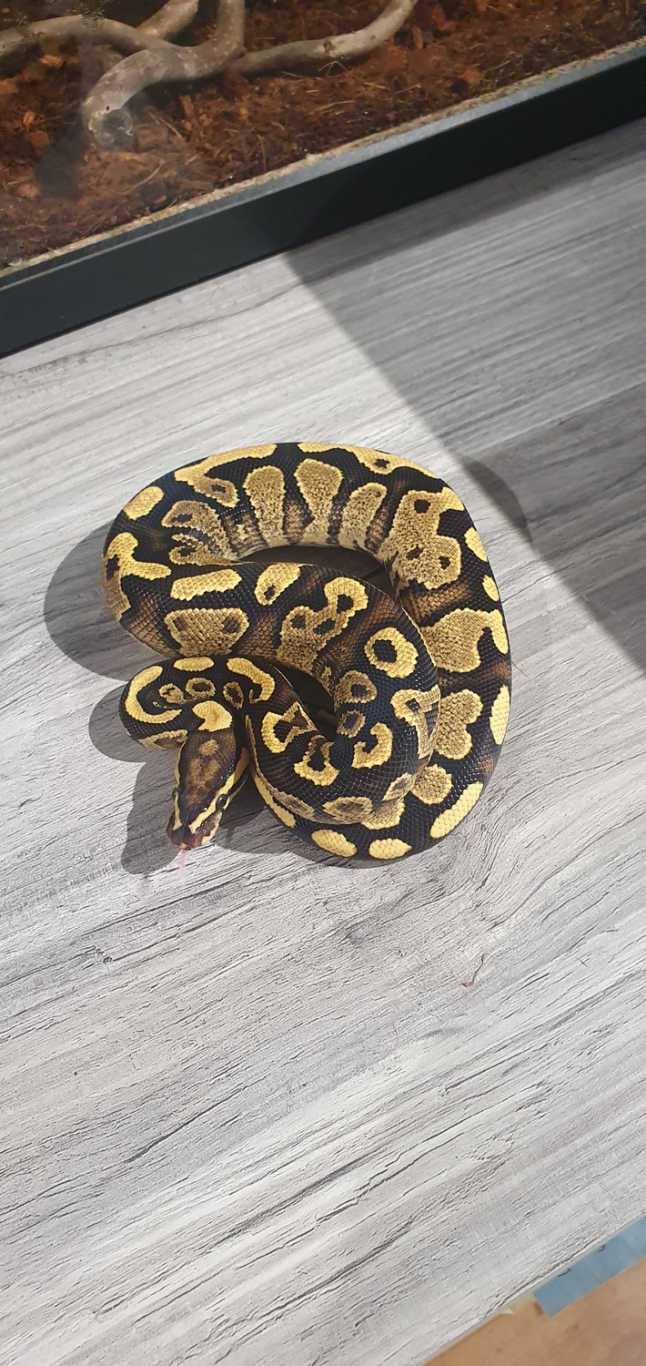 Fire Yellowbelly Ball Python by Cooper-Belles-Morphs - MorphMarket
