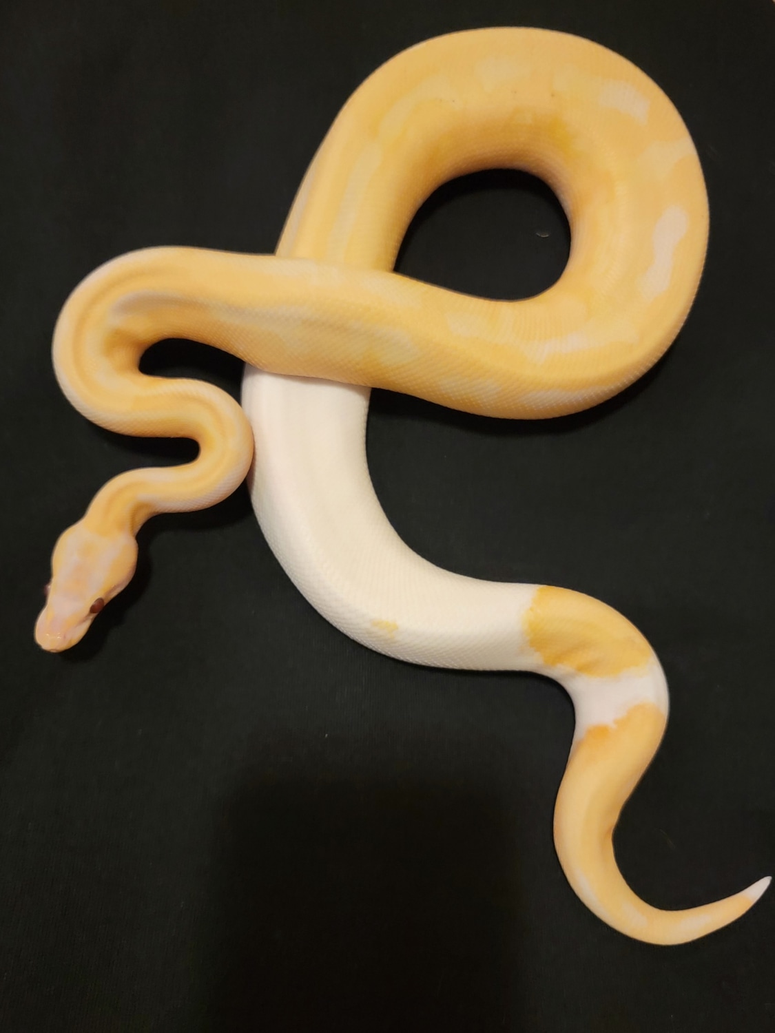 Dreamsicle Ball Python by Cooper Reptiles - MorphMarket