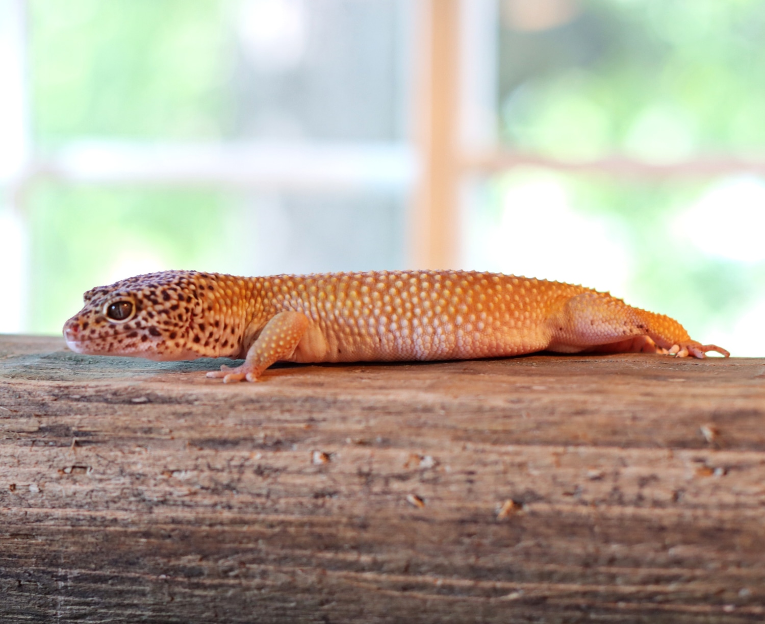 Leopard Gecko by Copper's Friends Bearded Dragon Rescue MorphMarket