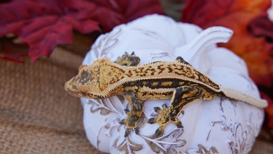 RTB Gorgeous Quadstripe Tricolor Crested Gecko by Copper State Cresteds