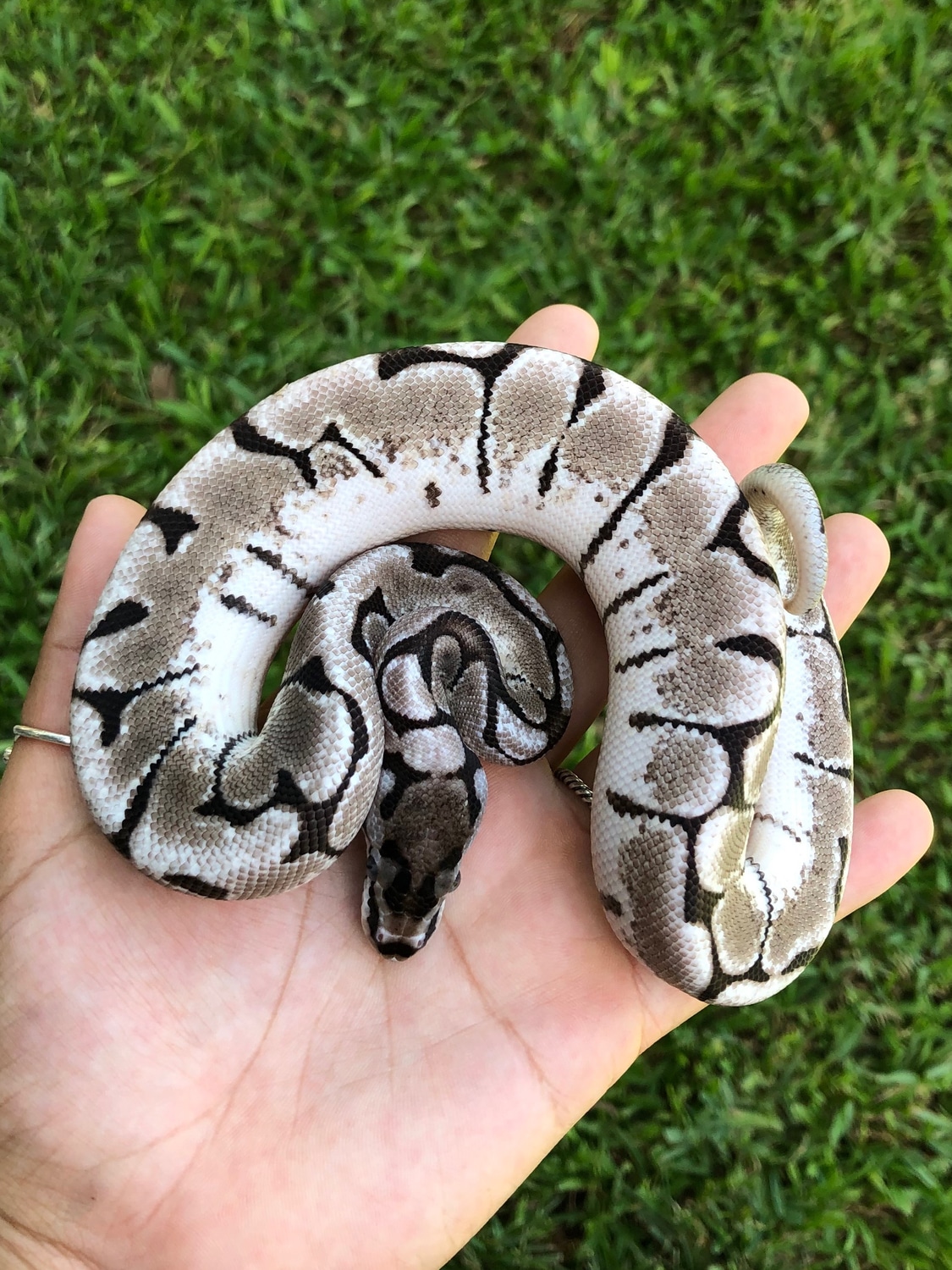 Axanthic Spider Ball Python