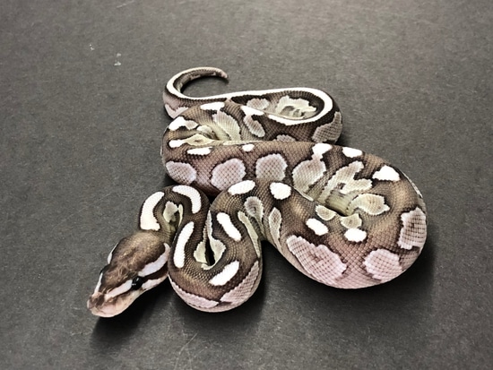 Vpi Axanthic Lesser Ball Python by Coppinger Reptile Co.