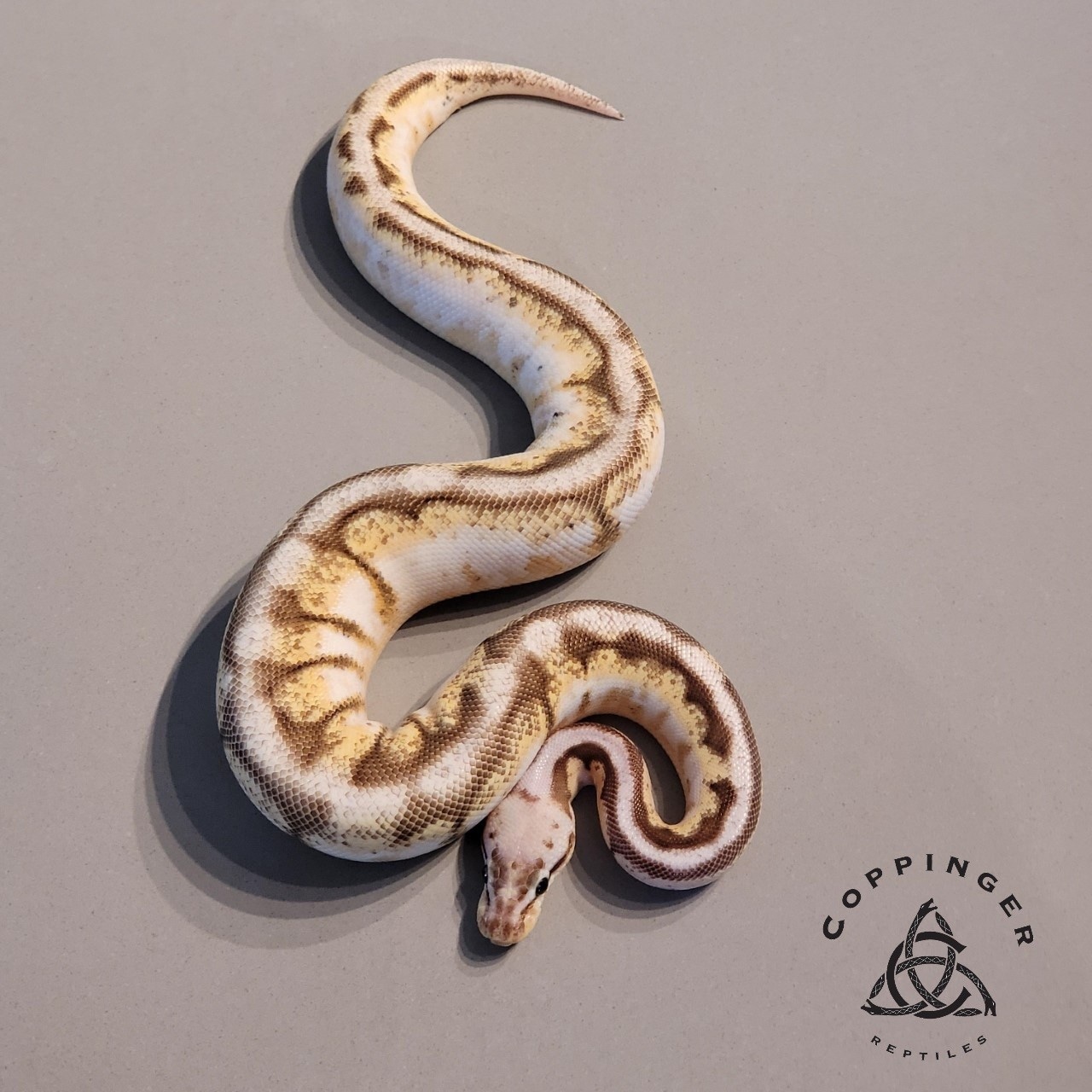 Calibee Enchi Ball Python by Coppinger Reptile Co. - MorphMarket