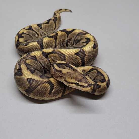 Chocolate Spider Het Axanthic Ball Python by Coppinger Reptile Co.