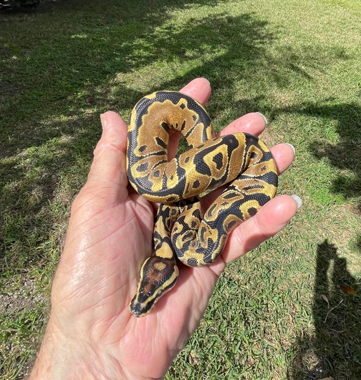 Jungle Woma Yellow Belly Ball Python by Coppinger Reptile Co.