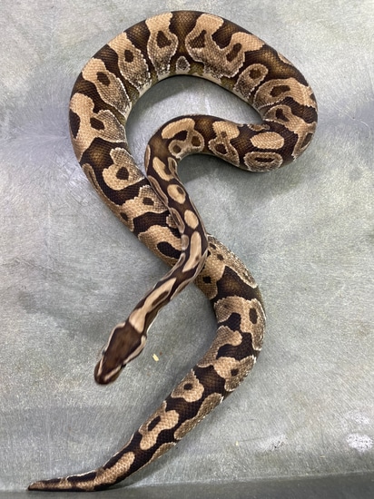 Axanthic VPI Lesser Or Fire Ball Python by Coppinger Reptile Co.
