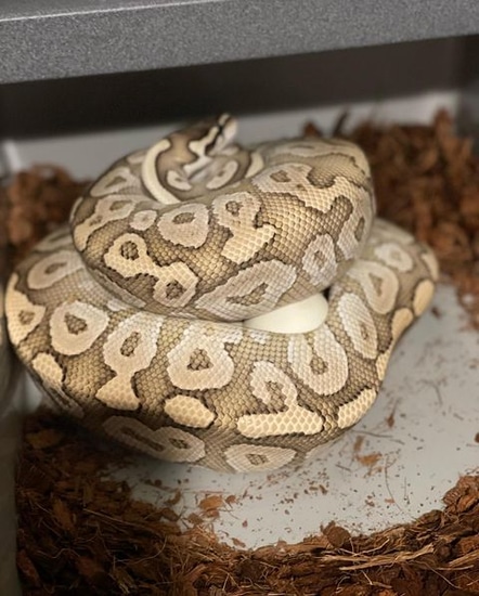 Proven Breeder Mystic Special Ball Python by Null Void Reptiles