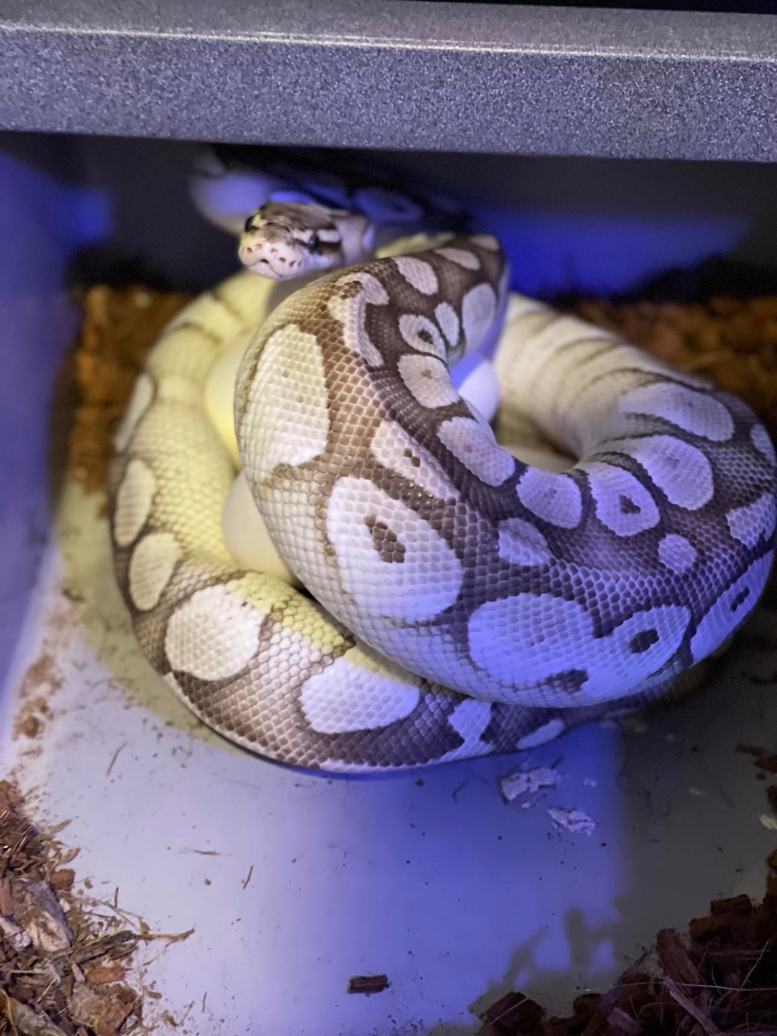 Proven Breeder Pastel Lesser Ball Python by Null Void Reptiles ...