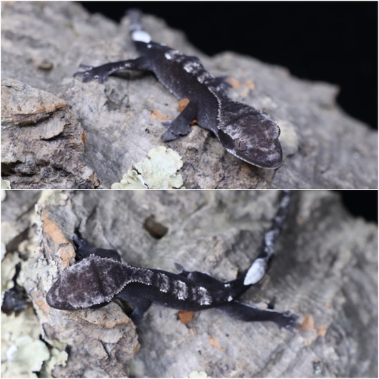Axanthic Gorgeous Baby Crested Gecko by Corch Geckos