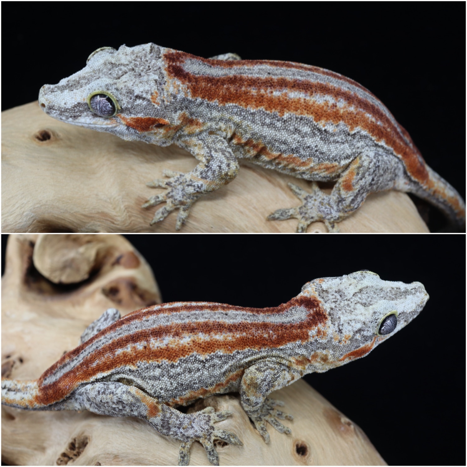 Sale Proven Breeder Gargoyle Gecko by Corch Geckos MorphMarket