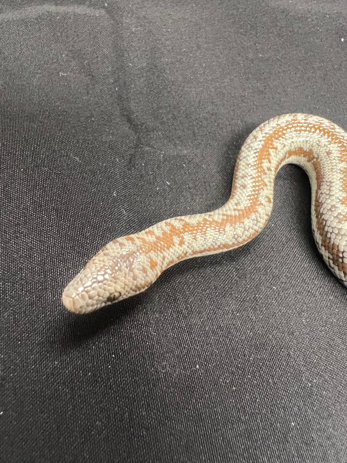 Carrizo Rosy Boa by DC Rosy Boas MorphMarket