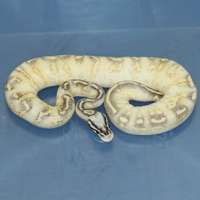 Lemon Pastel Highway Het Orange Ghost Ball Python by Corey Woods