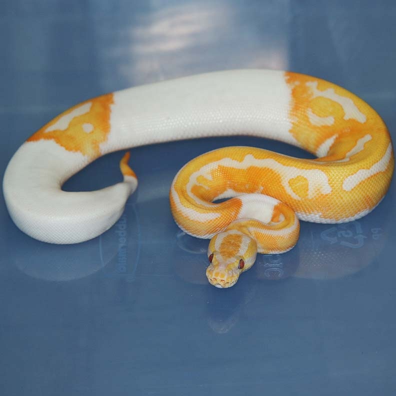 Dreamsicle Ball Python by Corey Woods Reptile - MorphMarket