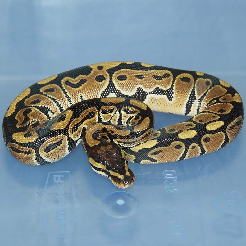 Possible DH Albino/Monsoon Ball Python by Corey Woods Reptile - MorphMarket