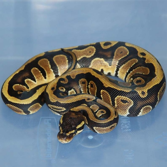 Arroyo Het Pied Ball Python by Corey Woods Reptile
