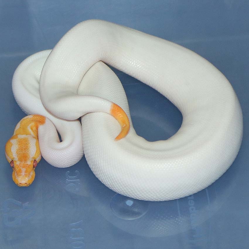 Dreamsicle Het Red Axanthic Ball Python by Corey Woods Reptile ...
