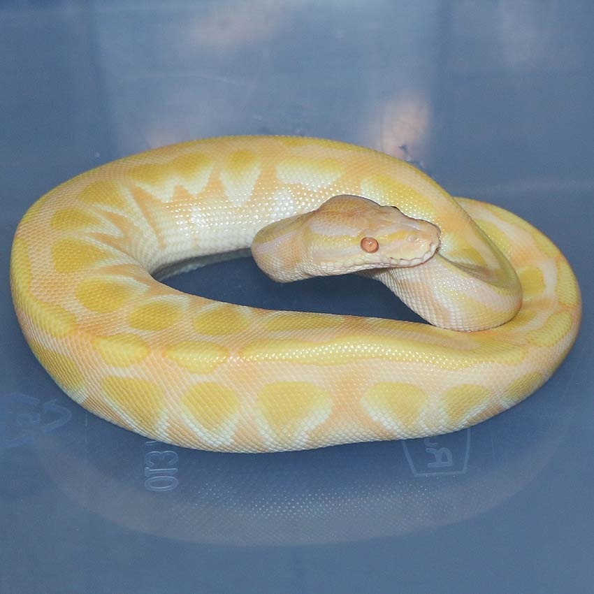 Lavender Mahogany Ball Python by Corey Woods Reptile MorphMarket