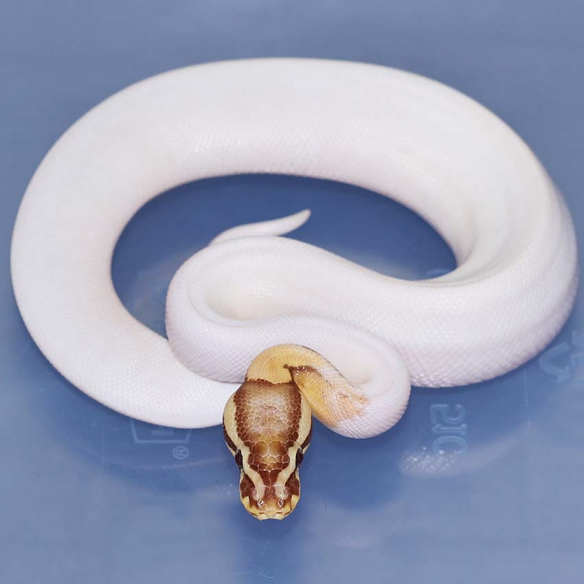 Pastel Maple Pied Het Red Axanthic Ball Python by Corey Woods Reptile ...