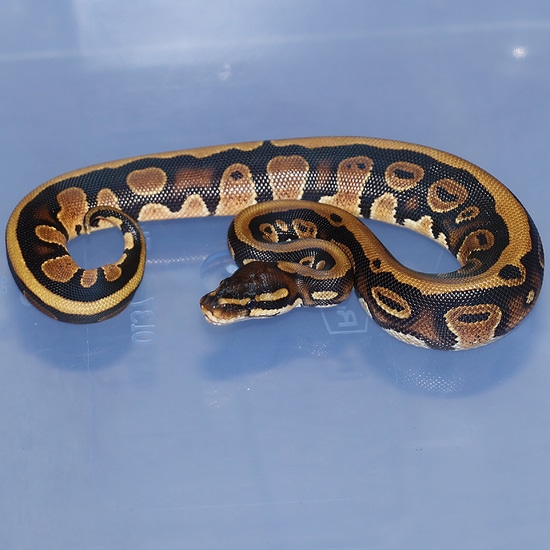 Rio Ball Python by Corey Woods Reptile