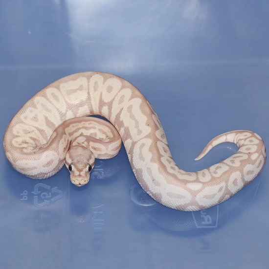 Banana Pastel Enchi HRA Possible Het Monsoon Ball Python by Corey Woods