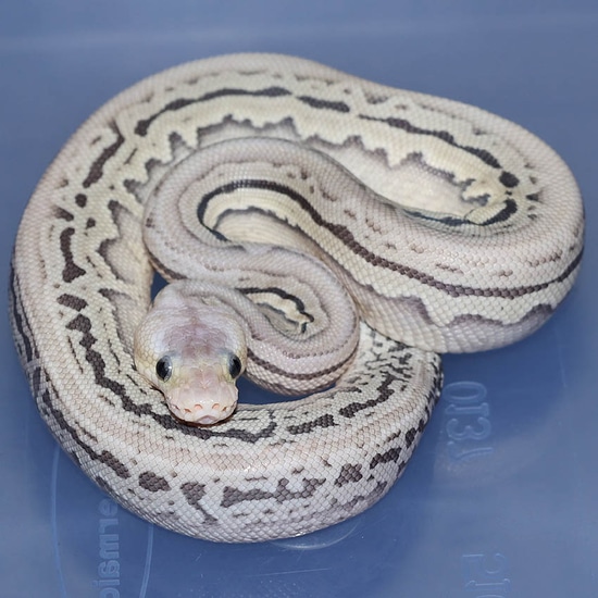 Super Pastel Red Axanthic GHI Puzzle Het Orange Ghost Ball Python by ...