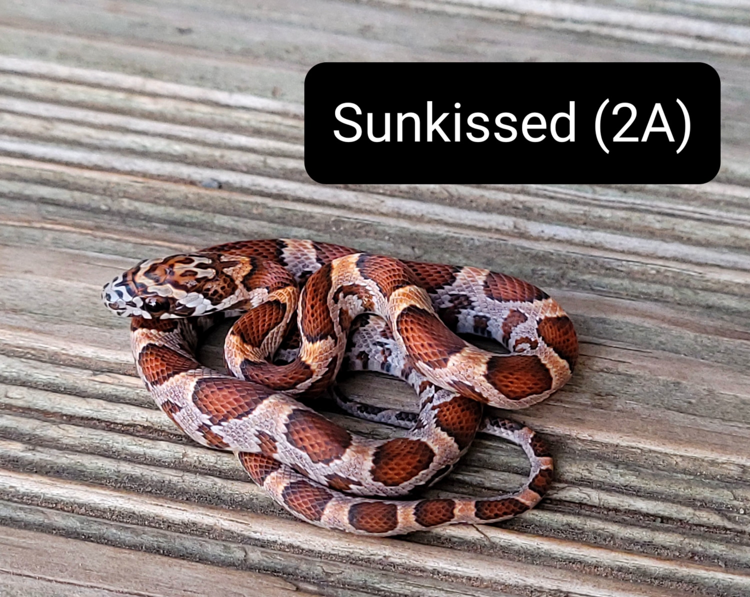 Sunkissed Het Anery Corn Snake by Cornbred Reptiles - MorphMarket