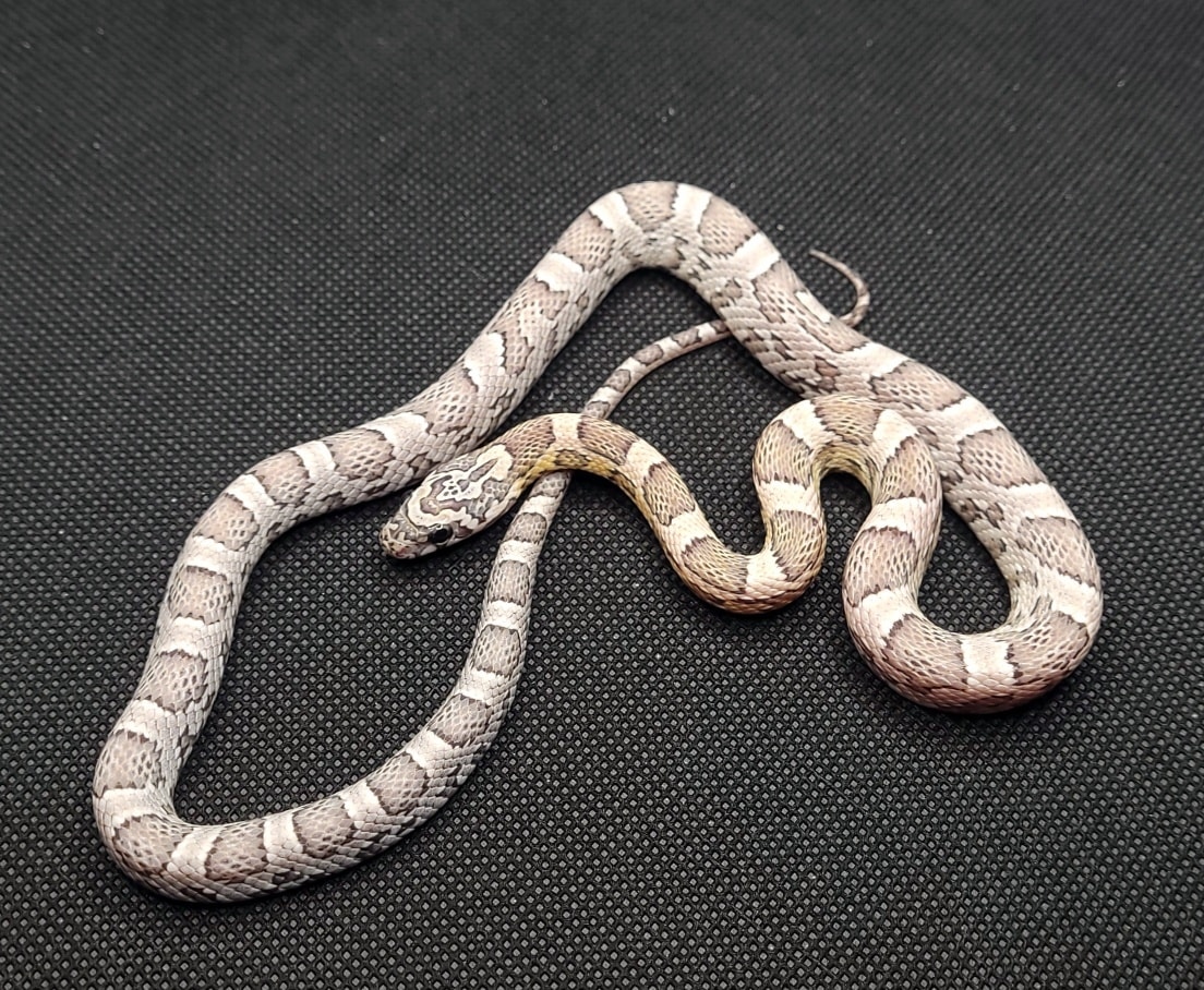 Sunkissed Anery Corn Snake by Cornbred Reptiles MorphMarket