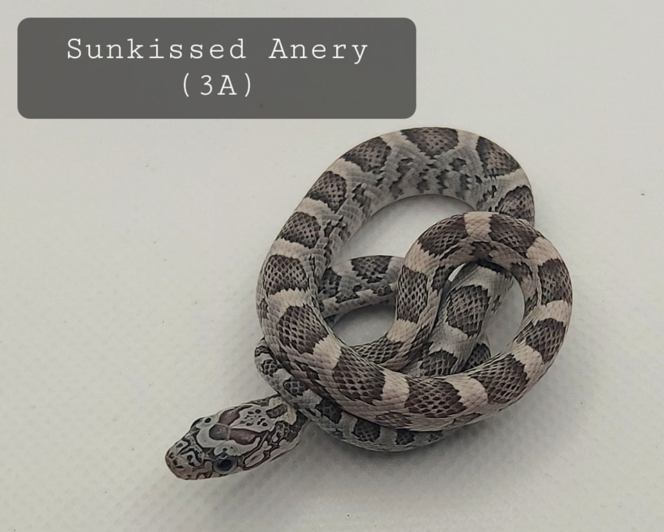 Sunkissed Anery Corn Snake by Cornbred Reptiles MorphMarket