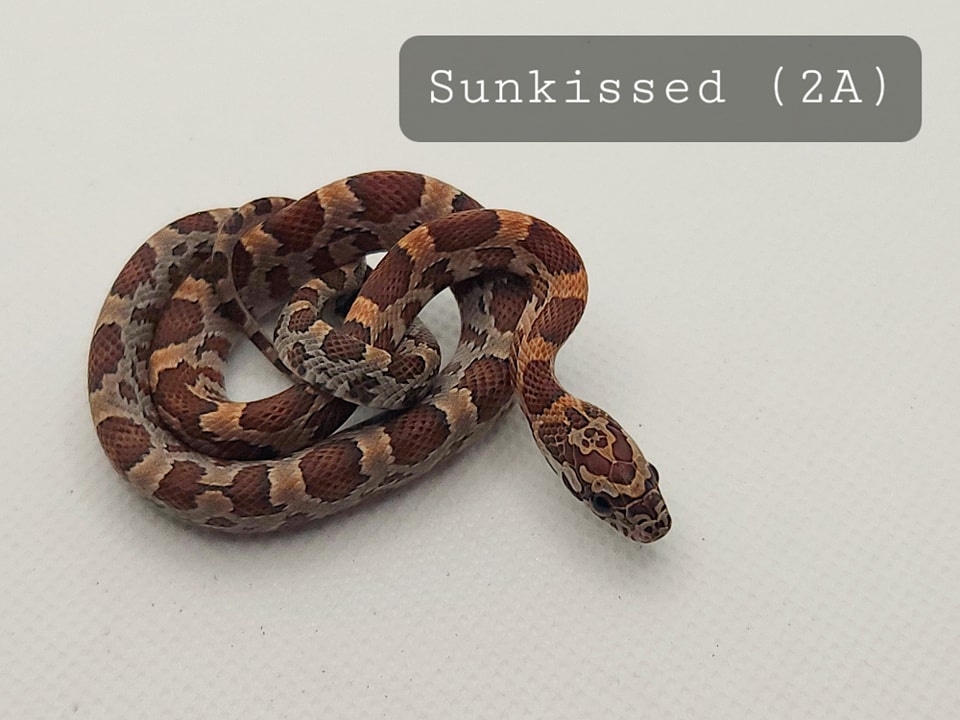 Sunkissed Het Anery Corn Snake by Cornbred Reptiles - MorphMarket