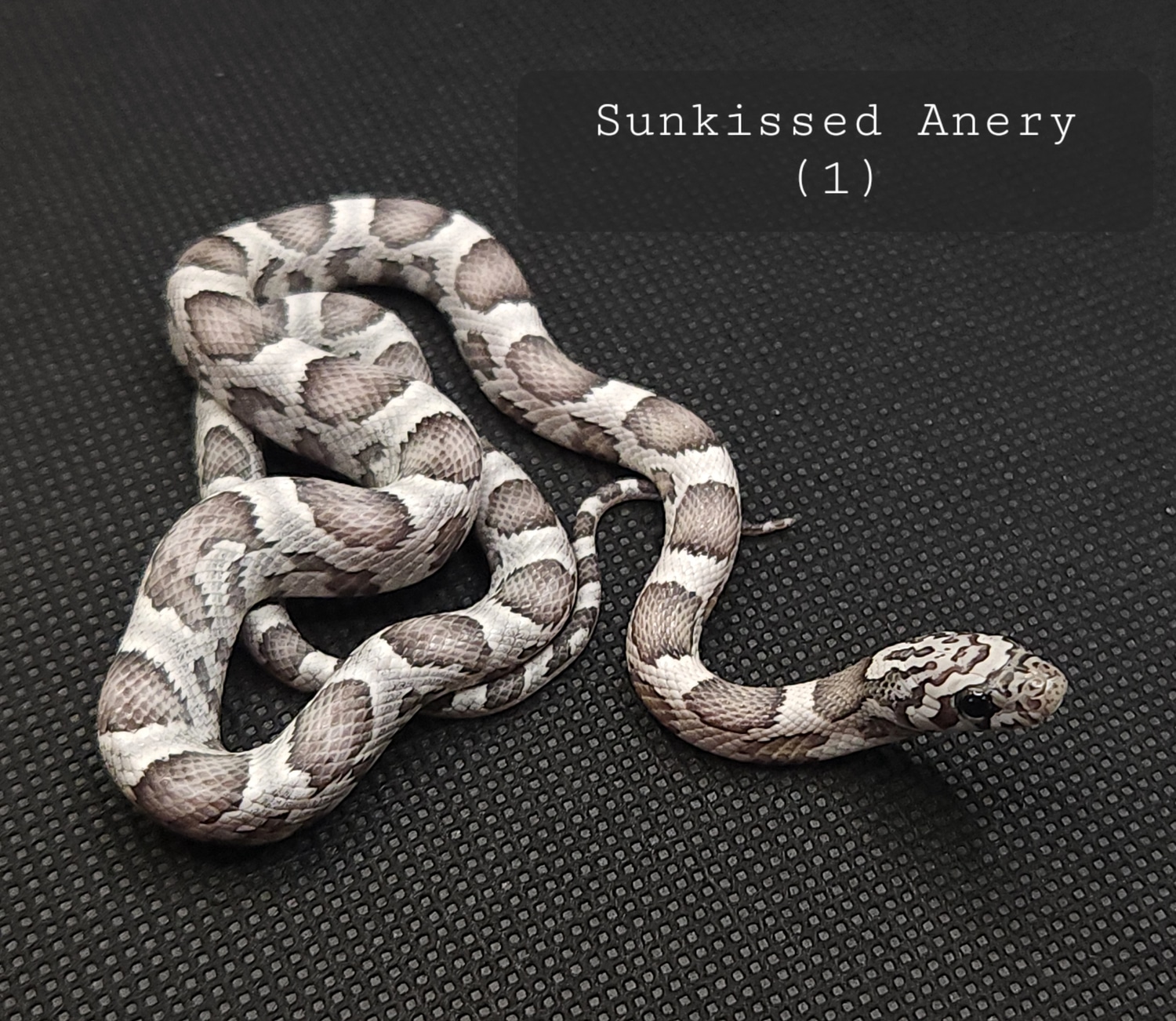 Sunkissed Anery Corn Snake by Cornbred Reptiles MorphMarket
