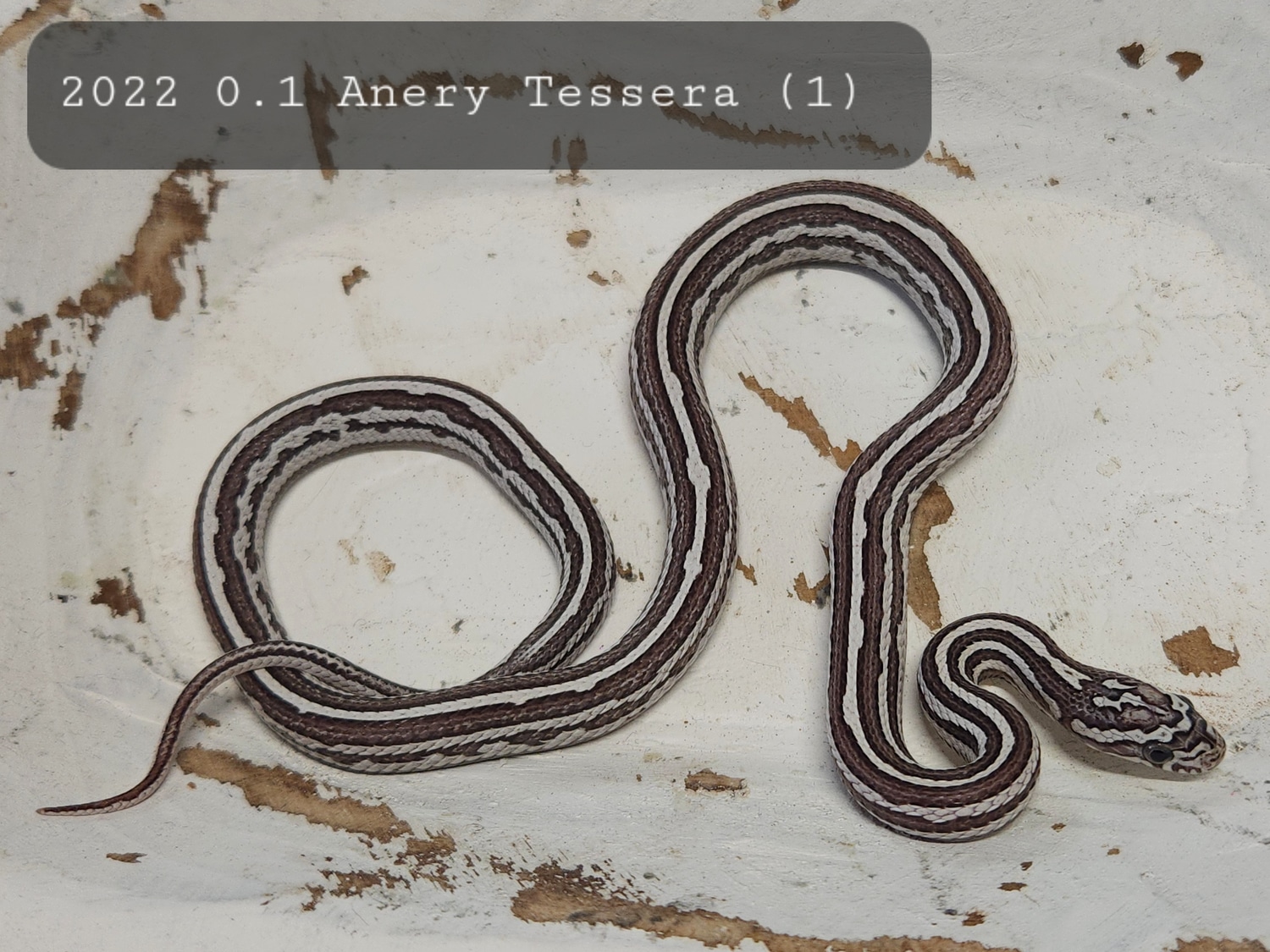 Anery Tessera Het Amel Corn Snake by Cornbred Reptiles - MorphMarket