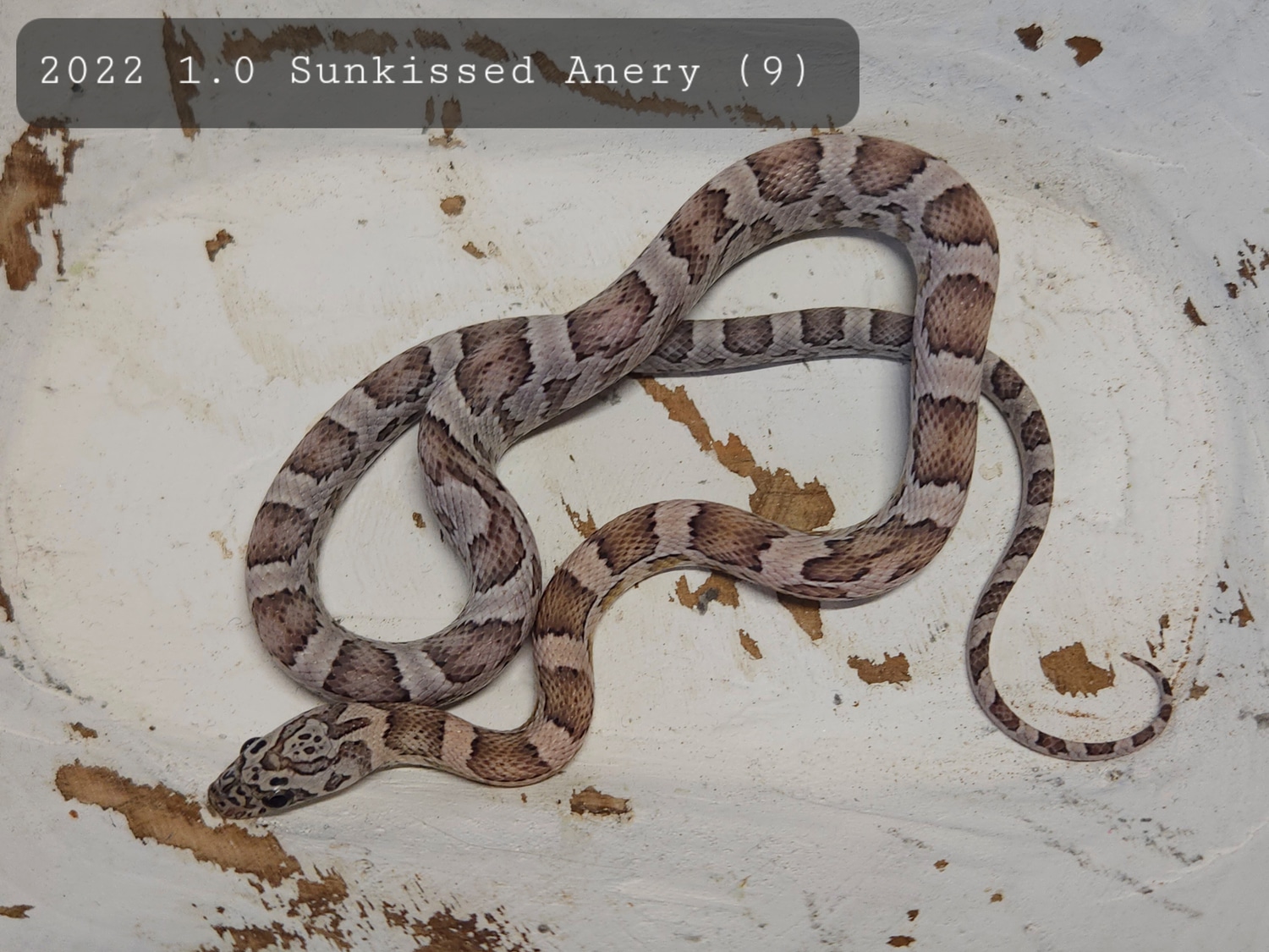 Sunkissed Anery Corn Snake by Cornbred Reptiles MorphMarket