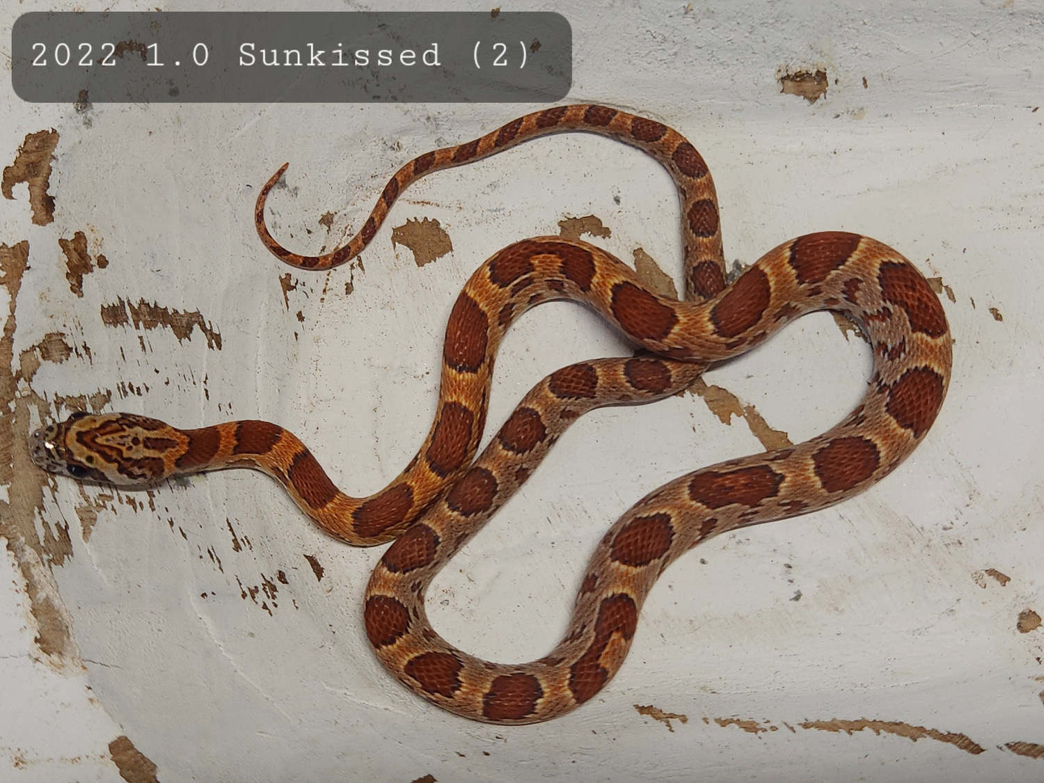Sunkissed Het Anery Corn Snake by Cornbred Reptiles MorphMarket
