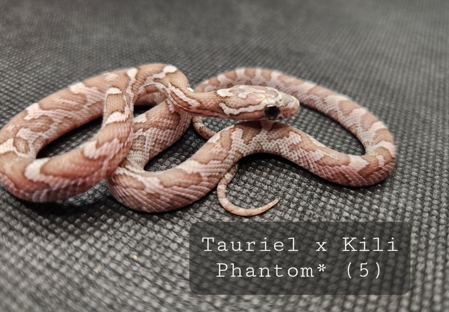 Aberrant Phantom* Het Anery (See Notes) Corn Snake by Cornbred Reptiles ...